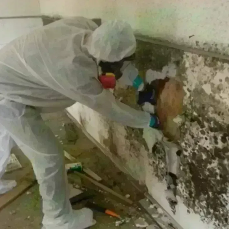 Mold Remediation and Removal in Gibsonburg, OH